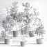 Plantes en pot Ensemble intérieur 045 - nasrinrad