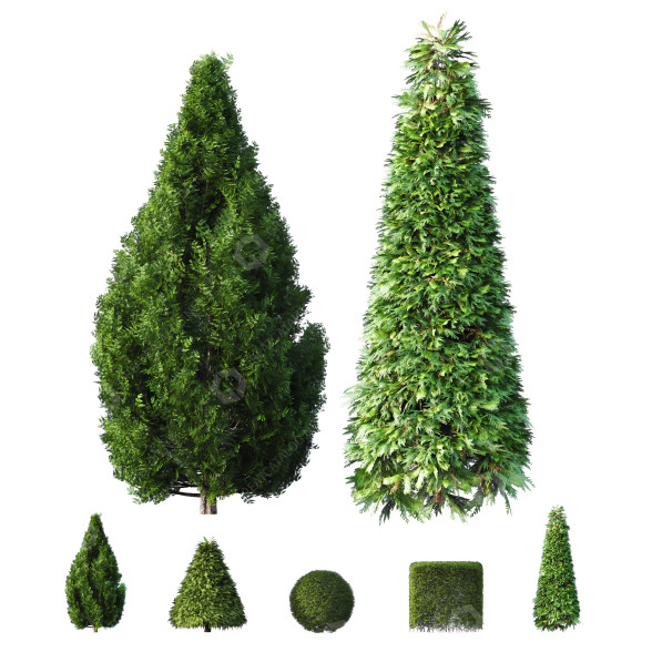 Arbustos Planta de Caja Esférica Enana de Acebo Yaupon en Forma de Cono Modelo 3D