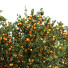 Drzewa HQ Apple Orange and Tangerine 01 - Pandora-land