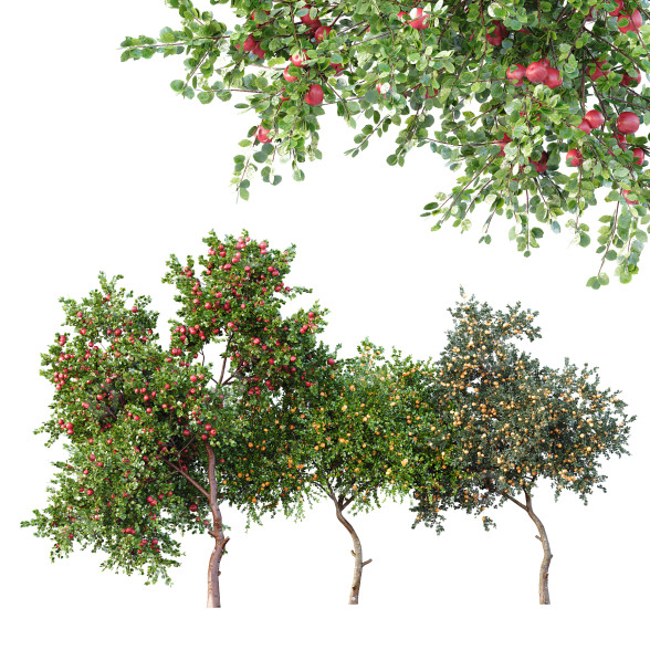 Drzewa HQ Apple Orange and Tangerine 01 model 3D