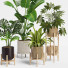 Plantas en macetas Conjunto de interior 12 - farshidtavakoli