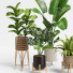 Plantas en macetas Conjunto de interior 12 - farshidtavakoli