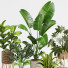 Plantas en macetas Conjunto de interior 12 - farshidtavakoli