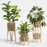 Plantas en macetas Conjunto de interior 12 - farshidtavakoli