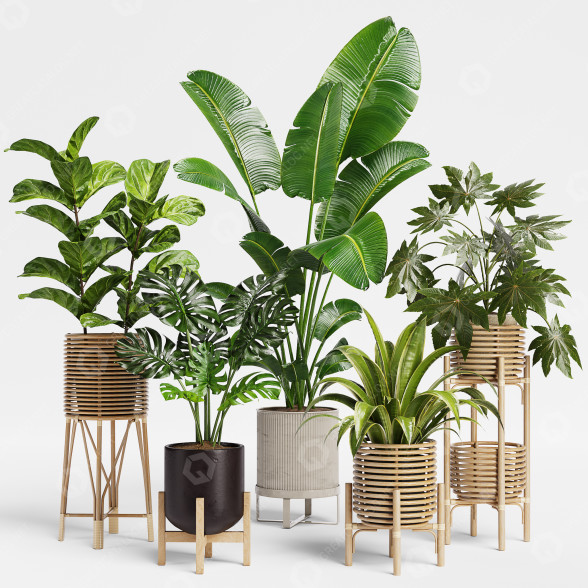 Plantas en macetas Conjunto de interior 12 Modelo 3D