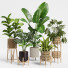 Plantas en macetas Conjunto de interior 12 - farshidtavakoli
