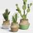 Plantas en macetas Conjunto de Cactus 13 - farshidtavakoli