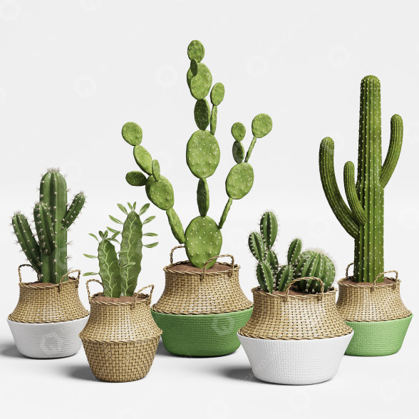 Plantas en macetas Conjunto de Cactus 13 Modelo 3D