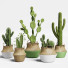 Plantas en macetas Conjunto de Cactus 13 - farshidtavakoli