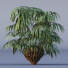 Büsche Eisenfarn Matonia Pectinata Milzblume Asplenium - Pandora-land