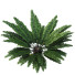 Büsche Eisenfarn Matonia Pectinata Milzblume Asplenium - Pandora-land