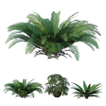 Büsche Eisenfarn Matonia Pectinata Milzblume Asplenium 3D-Modell