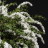 Büsche Hydrangea Paniculata Phantom Spiraea Cinerea Grefsheim - Pandora-land