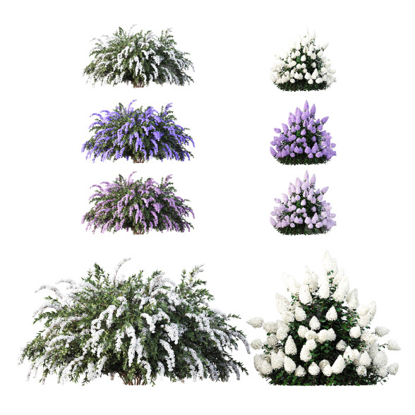 Büsche Hydrangea Paniculata Phantom Spiraea Cinerea Grefsheim 3D-Modell