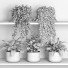 Potted Plants Shelf 12 - nr.asgari