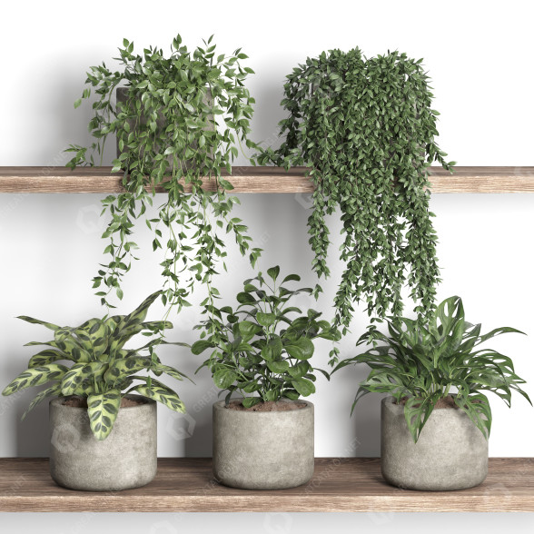 Potted Plants Shelf 12 3D model