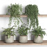 Potted Plants Shelf 12 - nr.asgari