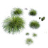 Trawa HQ Carex Elata Aurea Field - Pandora-land