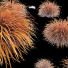 Trawa HQ Carex Elata Aurea Field - Pandora-land