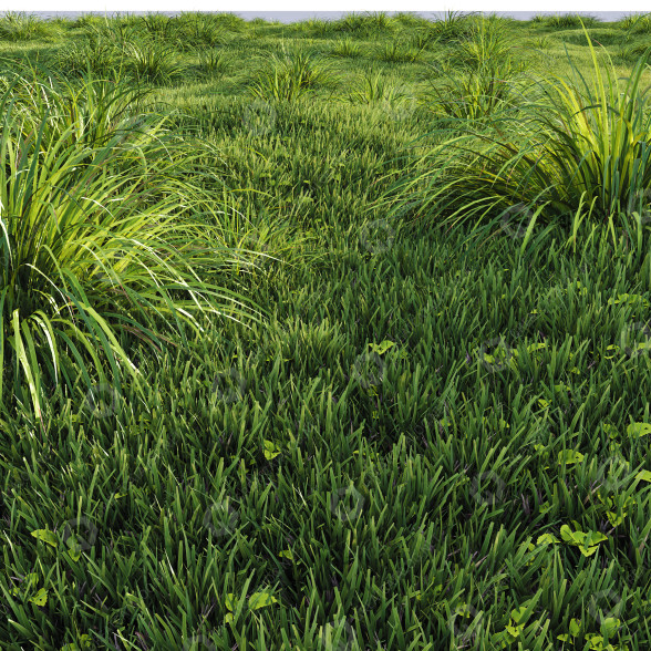 Trawa HQ Carex Elata Aurea Field model 3D