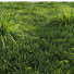 Trawa HQ Carex Elata Aurea Field - Pandora-land