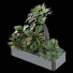 Árbol y arbustos HQ Vol 12 - Pandora-land