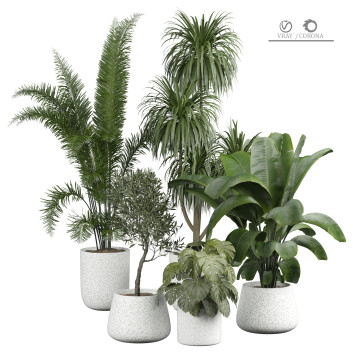 Plantes en pot  Intérieur 431 Modèle 3D
