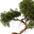 Bonsai-Baum Innen 430 - uniquevry