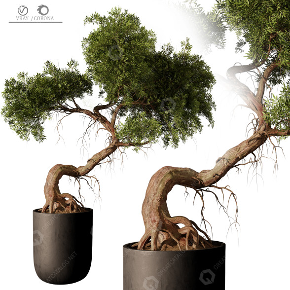 Bonsai-Baum Innen 430 3D-Modell