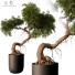 Bonsai-Baum Innen 430 - uniquevry