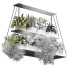 Plantes en pot Intérieur 429 - uniquevry