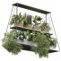 Plantes en pot Intérieur 429 - uniquevry