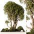 Arbres et buissons Plante en extérieur 247 - uniquevry