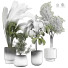 Plantes en pot Plantes d'intérieur 428 - uniquevry