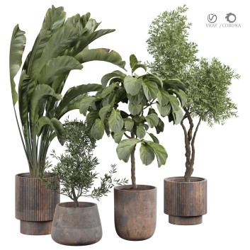 Plantes en pot  Plantes d'intérieur 428 Modèle 3D