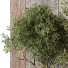 Drzewa i krzewy Indoor Plant 427 - uniquevry