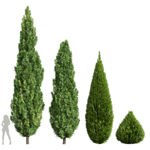 Drzewa Cypress 2 model 3D