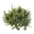 Bushes HQ Plants Montra Olive Version1 - Pandora-land
