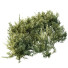 Bushes HQ Plants Montra Olive Version1 - Pandora-land