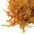 Bushes HQ Plants Montra Olive Version1 - Pandora-land