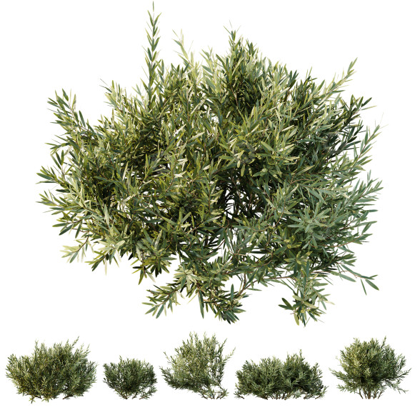 Bushes HQ Plants Montra Olive Version1 3D model