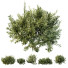 Bushes HQ Plants Montra Olive Version1 - Pandora-land