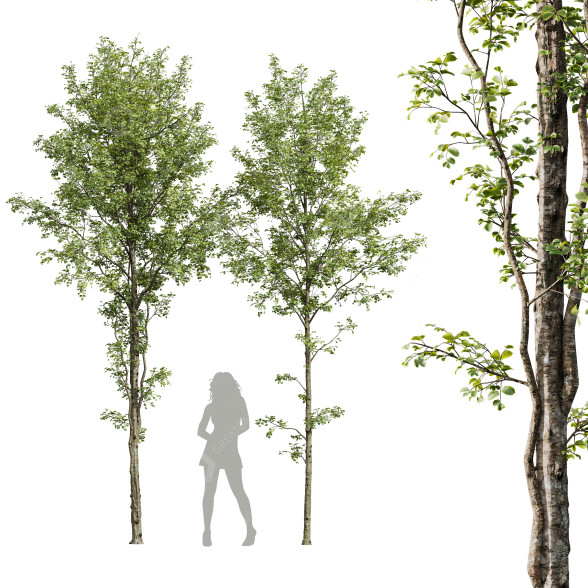 Árboles Aliso Pegajoso 2 Modelo 3D