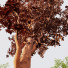 Trees Castanea Sativa and Alnus Glutinosa - Pandora-land