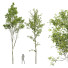 Trees Castanea Sativa and Alnus Glutinosa - Pandora-land