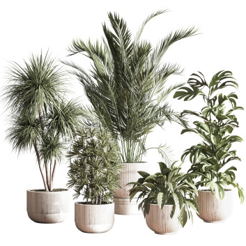 Plantes en pot  Ensemble intérieur 046 Modèle 3D