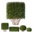 Żywopłot HQ Dwarf Yaupon Holly Spherical Cone Spherical Box - Pandora-land