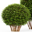 Żywopłot HQ Dwarf Yaupon Holly Spherical Cone Spherical Box - Pandora-land