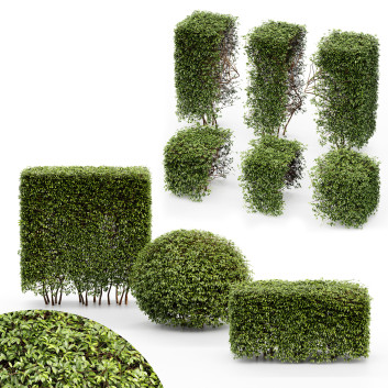 Hecke HQ Zwerg Yaupon Stechpalme Kugel Kegel Kugel Kasten