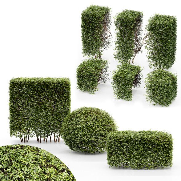 Żywopłot HQ Dwarf Yaupon Holly Spherical Cone Spherical Box model 3D